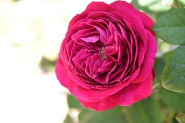 薔薇(ゴスペル)
