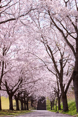 サクラ並木 © sum41