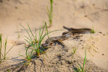 small closeup snake crawl by a sand