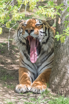 Siberian tiger or Amur tiger which yawns, portrait 
