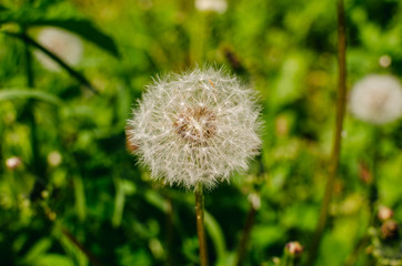 Obraz premium Dandelion grows in a meadow surrounded by other plants. Blooming dandelion against the background of green spring plants.