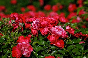 Blooming roses and buds on a bush in the garden