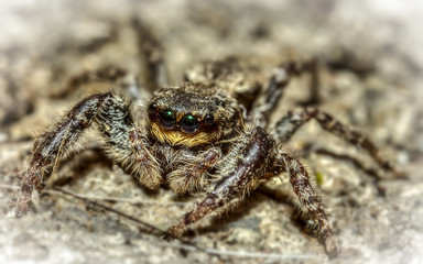 Springspinne mit grosse augen