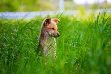 small dog  sit in a green grass