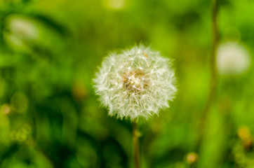 Dandelion: useful and medicinal properties, contraindications and recipes