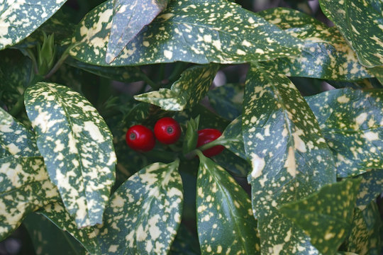 Variegated gold dust plant (Aucuba japonica Variegata). Known as Variegated japanese aucuba and Variegated japanese laurel also.