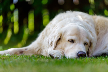 old golden retriever lying in garden in the green grass. close up