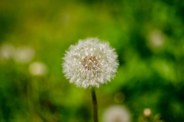 Macro photo of a dandelion on a light green background. White dandelion seeds on a flower
