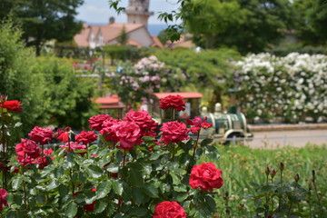 山梨県北杜市　ハイジの村　バラ展