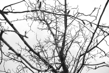 tree