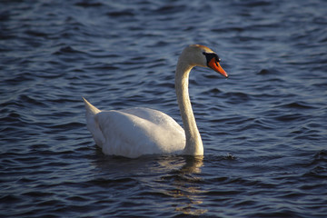 Swan on the peaceful surface of the water