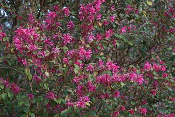 Redleaf loropetalum (Loropetalum chinense var. rubrum).