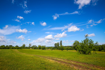 A pathway through the green meadow next to river Bosut near Vinkovci, Croatia.