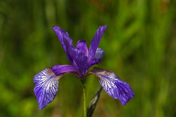 Sibirische Schwertlilie, Wieseniris, Iris sibirica, Chiemsee, Bayern