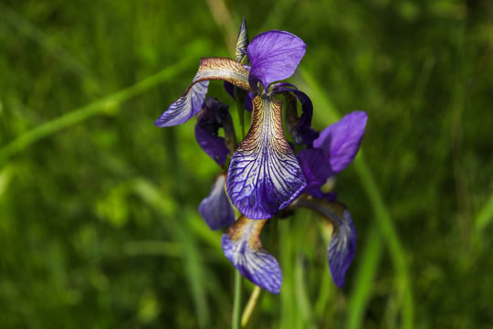 Sibirische Schwertlilie, Wieseniris, Iris sibirica,  Chiemsee, Bayern