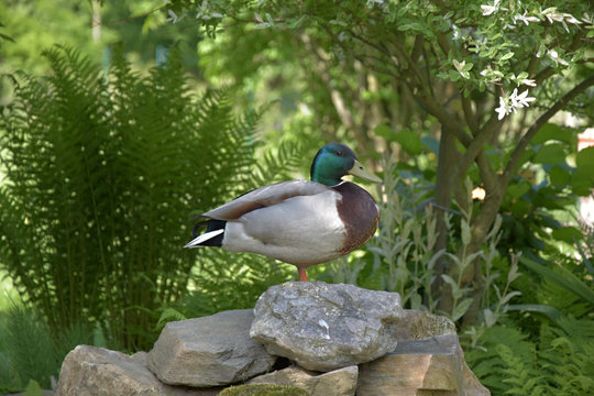 Anas platyrhynchos, wild duck standing on one leg on a stone.