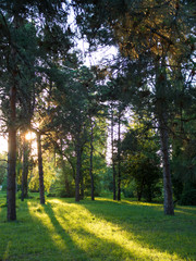 Landscape of the city park on a sunny evening