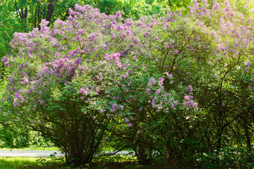 Fototapeta na wymiar Lilac or common lilac, Syringa vulgaris in blossom. Purple flowers growing on lilac blooming shrub in park. Spring in the garden.