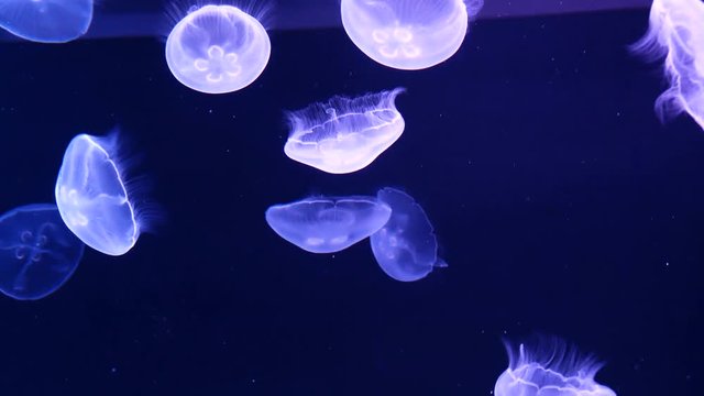 Jellyfish are fluffy in the water