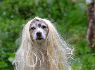 cool girl, cute australian shepherd dog wearing a fair hair wig