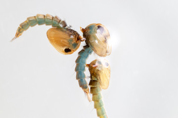 Anopheles sp. is a species of mosquito in the order Diptera, Anopheles sp. in the water for...