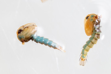Anopheles sp. is a species of mosquito in the order Diptera, Anopheles sp. in the water for...