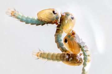 Anopheles sp. is a species of mosquito in the order Diptera, Anopheles sp. in the water for...