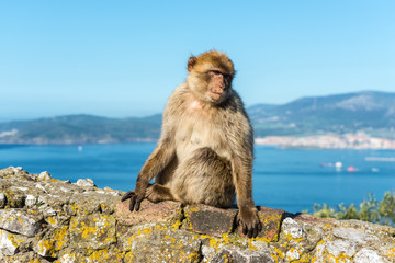 Fototapeta premium Barbery Ape or Gibraltar monkey sitting on a wall at the top of The Rock of Gibraltar against a vivid scenic seascape