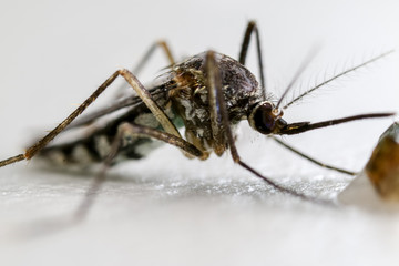 Anopheles sp. is a species of mosquito in the order Diptera, Anopheles sp. in the water for...