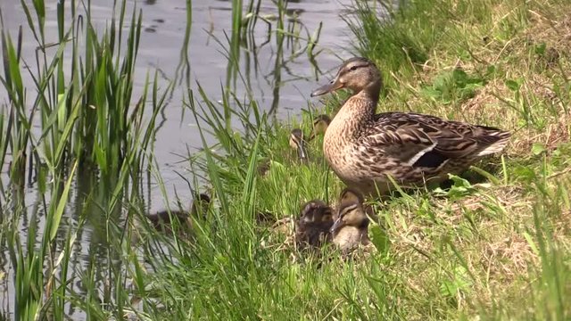 Duck Mallard with ducklings on the river Bank. 