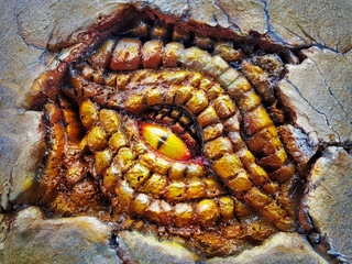 Close-up Shot of the Eye of the Dinosaur Model