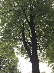 Fototapeta premium Wald