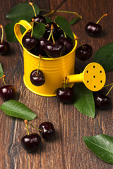 Black cherries in garden watering container.