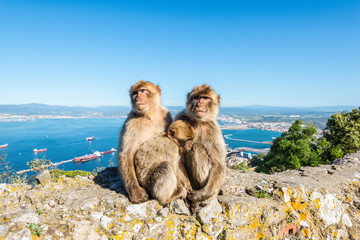 Famous wild Barbary macaques family that are relaxing in Gibraltar Rock