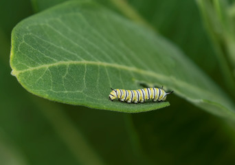 Monarch Butterfly Caterpillar on a Milkweed Leaf