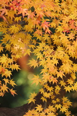 黄色モミジ