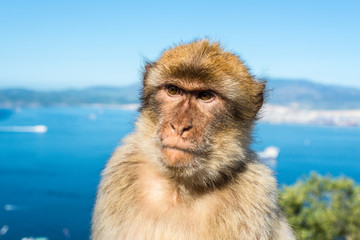 Fototapeta premium Gibraltar Barbary macaque monkey portrait with strait view in background