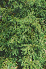 Japanese torreya (Torreya nucifera). Called Japanese nutmeg-yew and Kaya also.