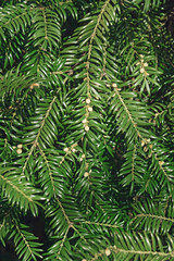 Japanese torreya (Torreya nucifera). Called Japanese nutmeg-yew and Kaya also.