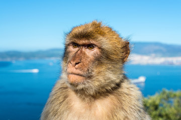 Fototapeta premium Gibraltar Barbary macaque monkey portrait with strait view in background