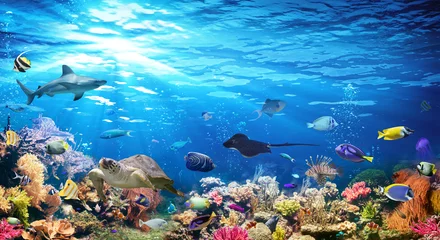 Fototapete Korallenriffe Unterwasserszene mit Korallenriff und exotischen Fischen