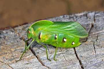 Fat Green Bladder Grasshopper