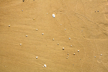 Shells on sand