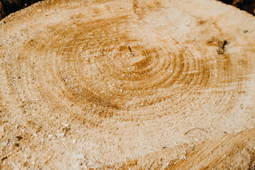 Cut a lot of tree. Cross section of tree trunk. Used for garden drop of, interior. Yellow sawdust texture finely. Wooden background. Texture. Tree stump background in the nature eco concept.