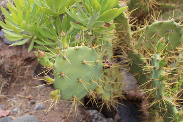 Fuerteventura Barranco de las Penitas