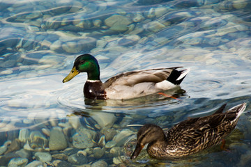 Geneva Lake, Switzerland