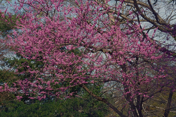 Eastern redbud (Cercis canadensis). State tree of Oklahoma