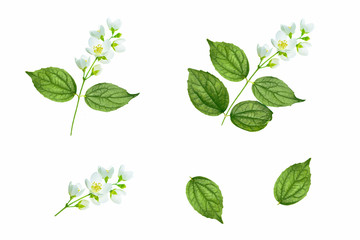 Fototapeta premium branch of jasmine flowers isolated on white background.