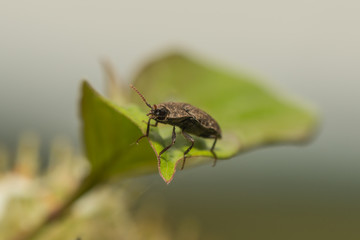 Mausgrauer Schnellkäfer sitzt auf einem Blatt