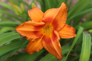 Vibrant Orange Day Lily with green background